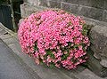 RHODODENDRON INDICUM