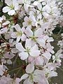 PRUNUS INCISA ‘Kojo-No-Mai’