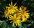 Ligularia dentata