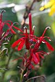 Lobelia cardinalis