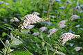 Lysimachia clethroides