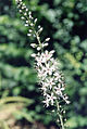 Lysimachia ephemerum