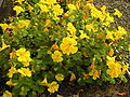 Mimulus guttatus