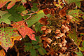 Oak-leaf hydrangea