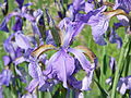 Iris siberica