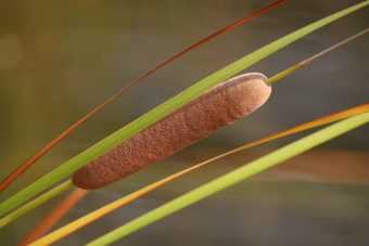 What kind of plants in the shade around ponds