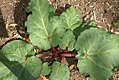 Rheum palmatum