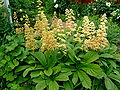 Rodgersia pinnata