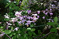 Thalictrum delavayi