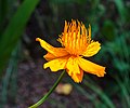 Trollius chinesis