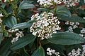 Viburnum Daviddii