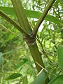 Japanese Timber Bamboo