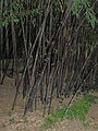 black bamboo