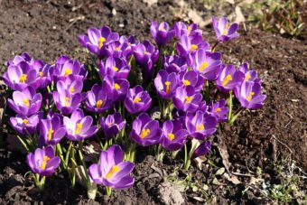 Bulbs are a must in spring container gardens