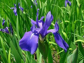 Japanese Water Iris