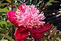 Peony ‘Bowl of Beauty’