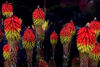 Red Hot Pokers are evergreen