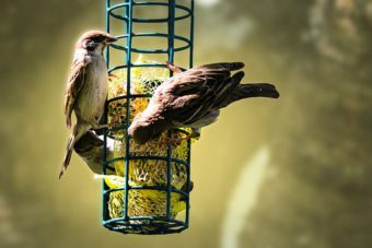 Birds eating from a bird feeder