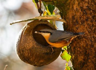 Bird eating from coconut shell