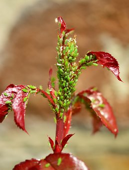 Greenflies are a pest in the garden