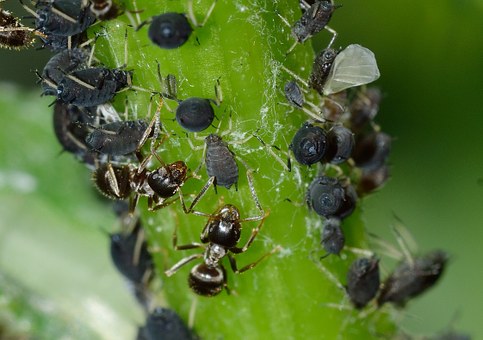 Aphids are a pest in the garden