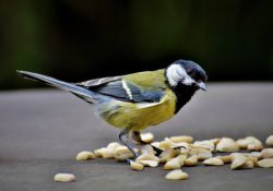 Nothing like bird eating from a table