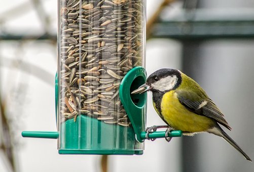 Birds eating are a delight