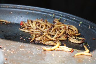 Yummy mealworms