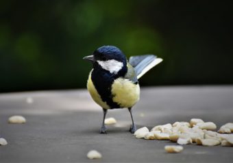 Tit eating peanuts