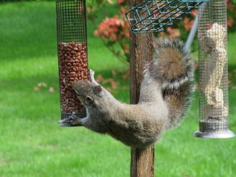 Dquirrels are a pest of bird feeders