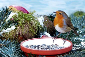 Robin Eating Seeds