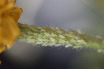 Whiteflies are a serious pest in greenhouse