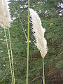 Cortaderia selloana