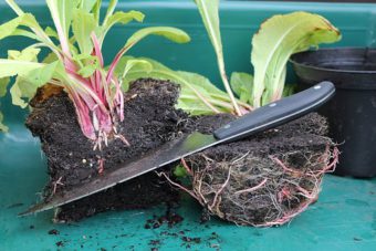 How to Propagate Plants for Free in the Container Garden– Part III Layering, Division, Budding, and Grafting