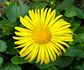 Doronicum orientale