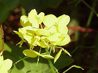 Epimedium pinnatum