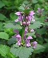 Lamium maculatum