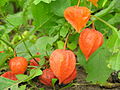 Physalis alkekengi