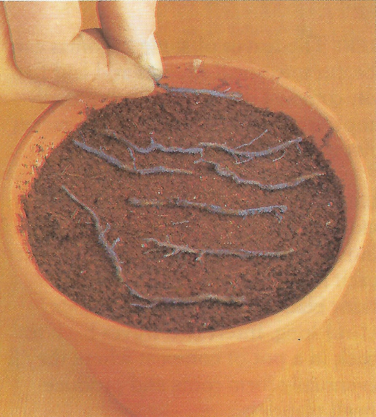 For thin roots a similar method is used but it the roots are laid on top of the compost.