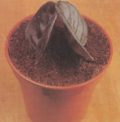 African Violets and gloxinias can be propagated from leaf stalks.