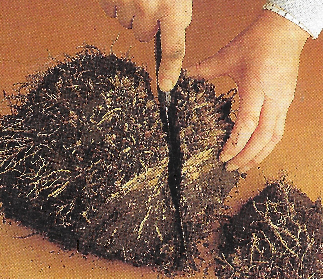 Step 4: Plants with thick, fleshy root like hostas are best sawn into pieces.