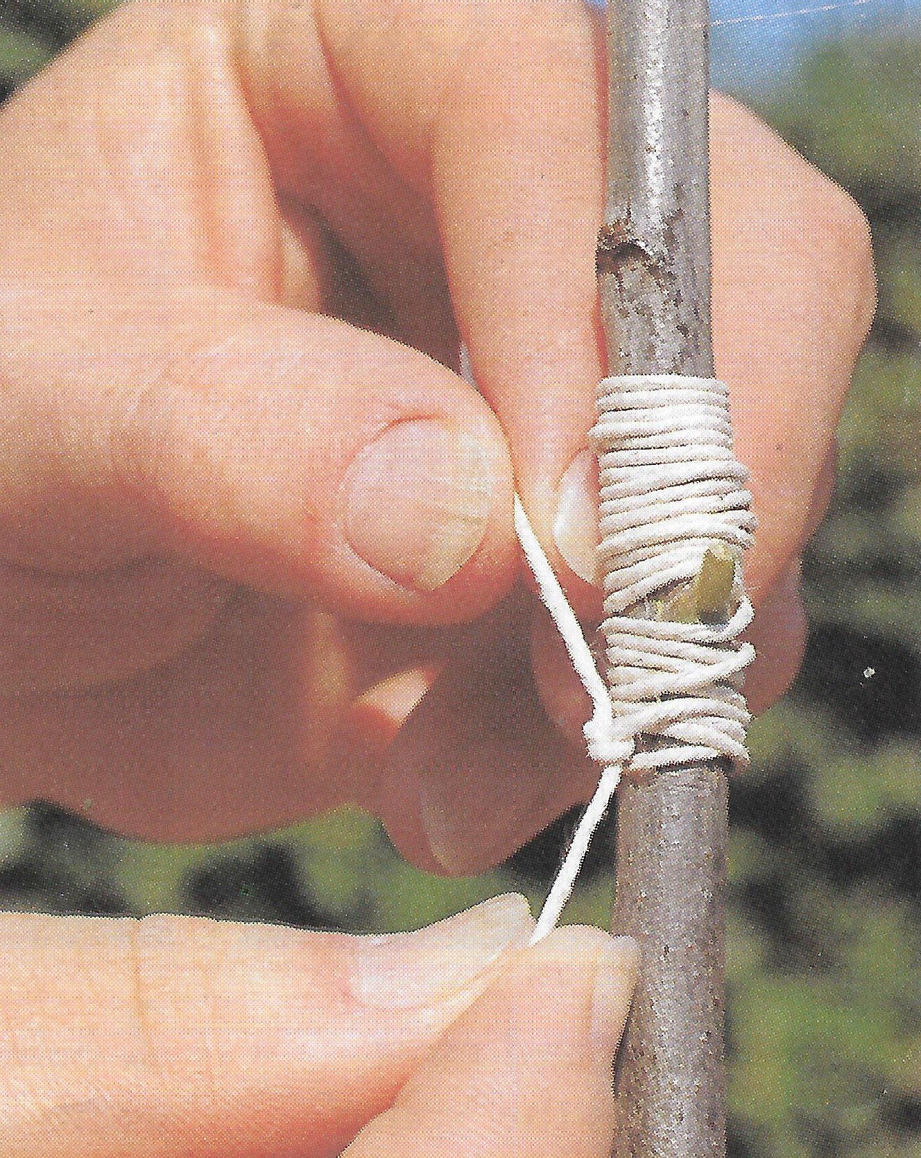 Step 4: Tie the bud in with string.