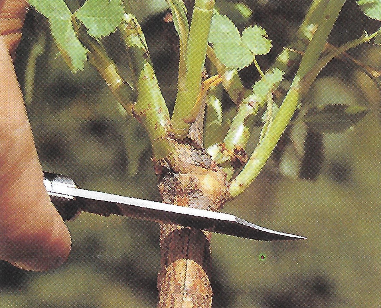 Step 4: Prepare the rootstock by cutting a T-shaped slit in the bark.