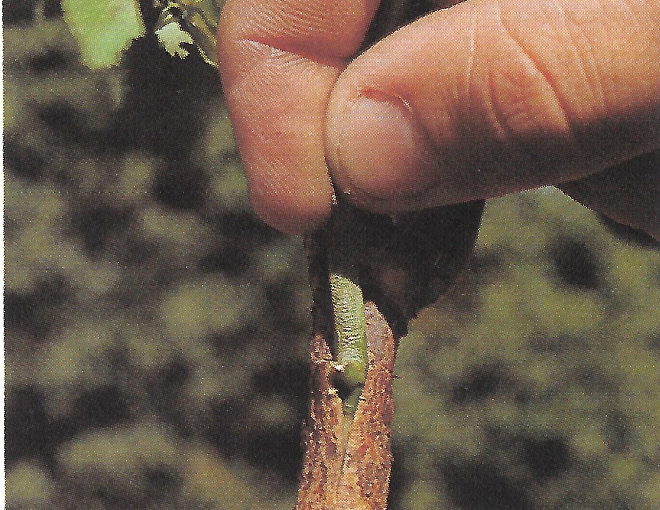 Step 6: Now push the bud into the T-slit so that the bark holds it in position.