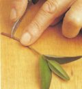 Step 3: Trim cutting below a leaf joint.