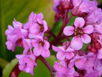 Bergenia