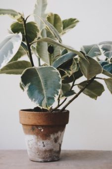 What You Need to Have in Your Houseplant Kit?