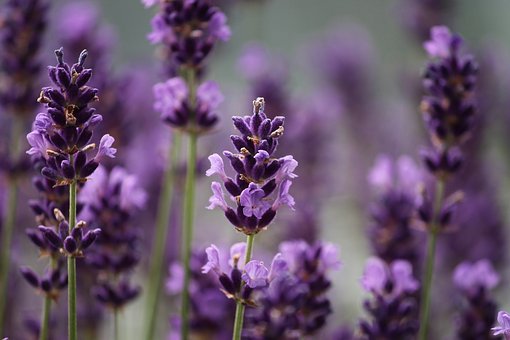 Lavender can be progated via cuttings