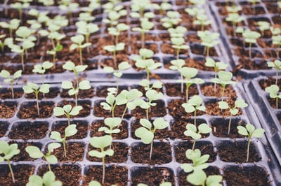 Seed trays are also good to use