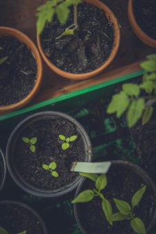 Seedlings growing in Pots